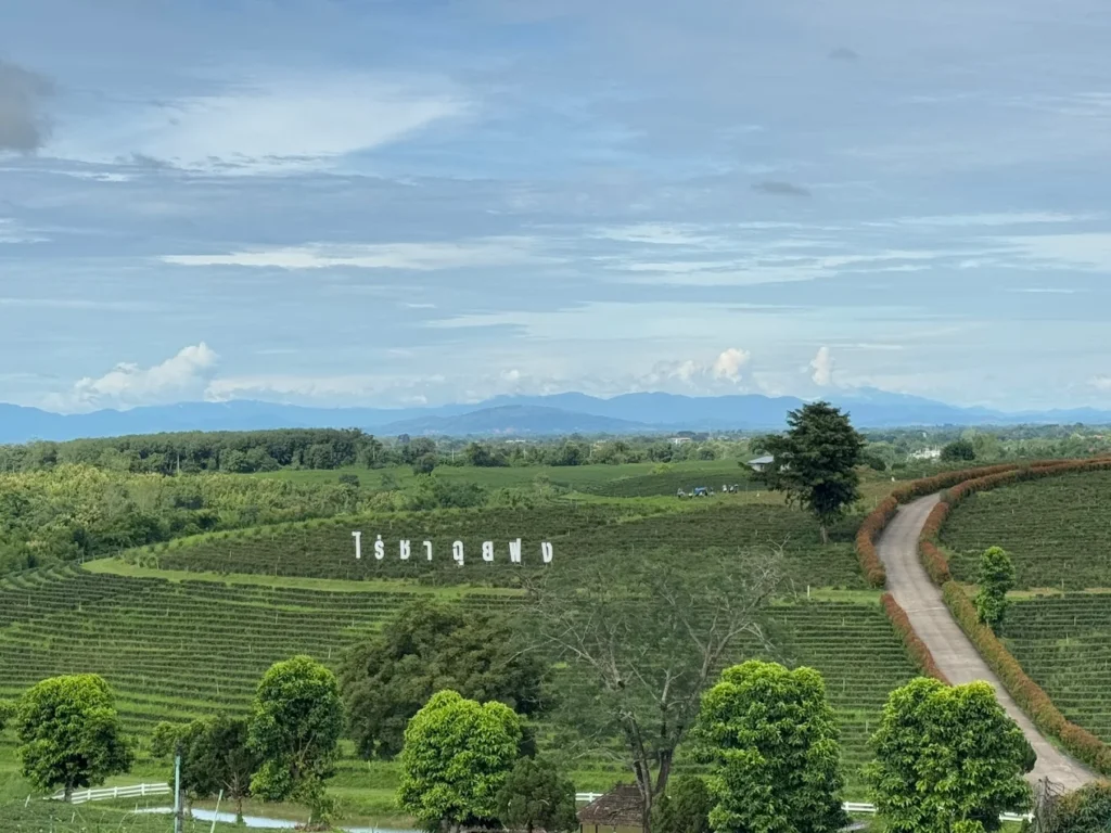 tea-plantation-chiang-rai.jpg